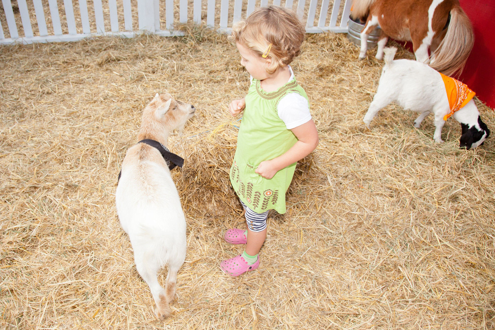 A child playing with the goats